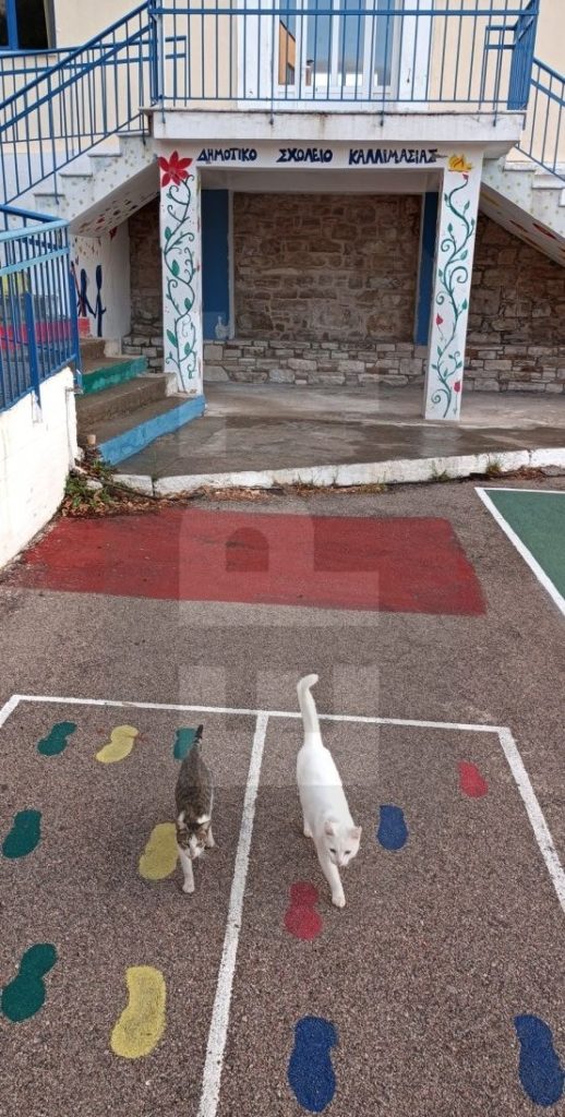 chios_kallimasia_dimotiko_gatakia_2.jpg chios_kallimasia_dimotiko_gatakia_2