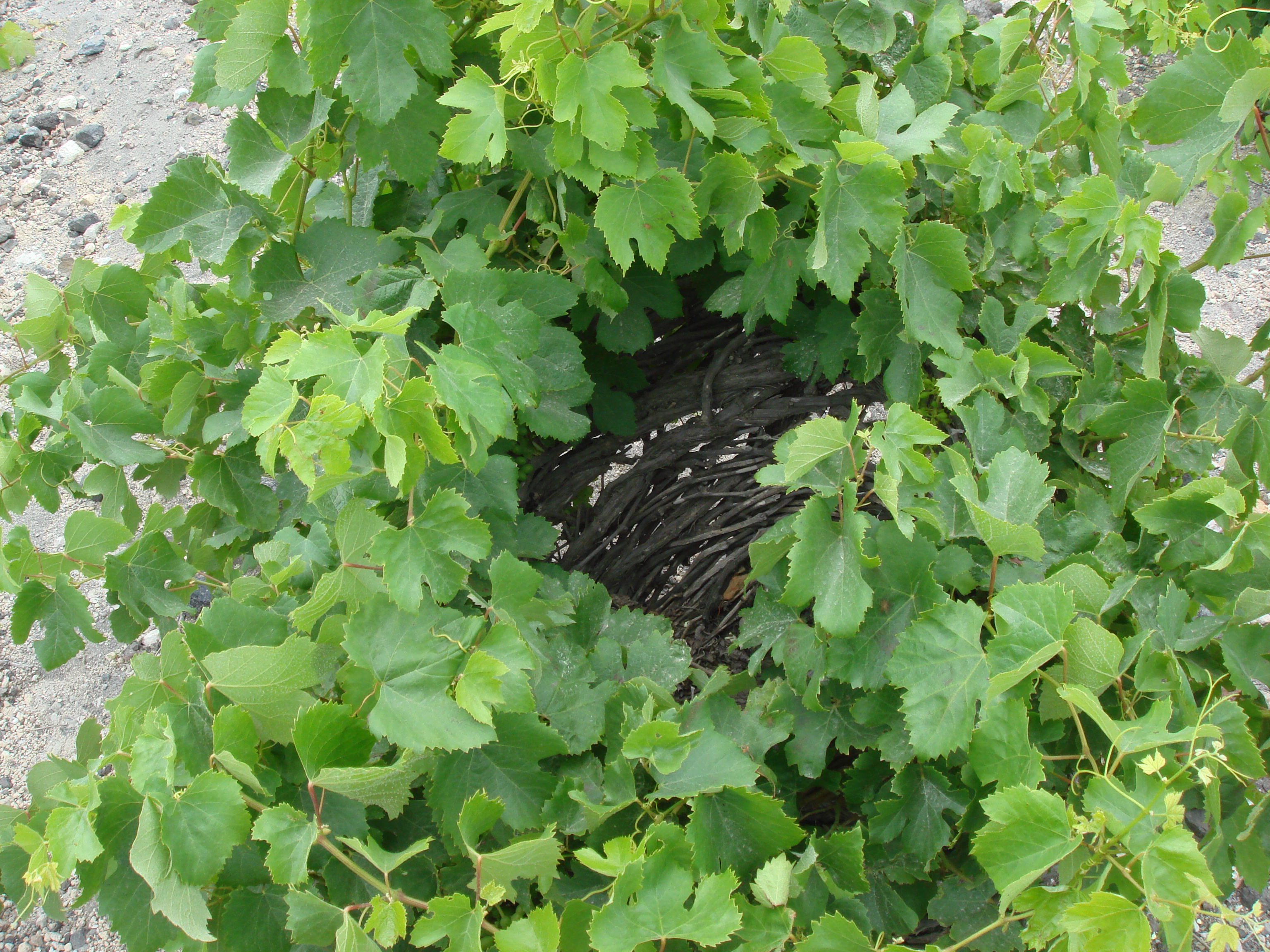 9._santorini.jpg 9._santorini.jpg