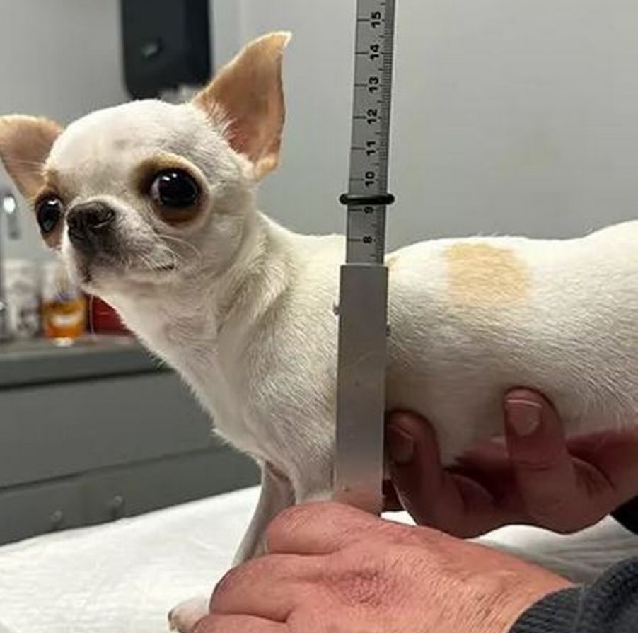 tsiouaoua.jpg Τσιουάουα Pearl