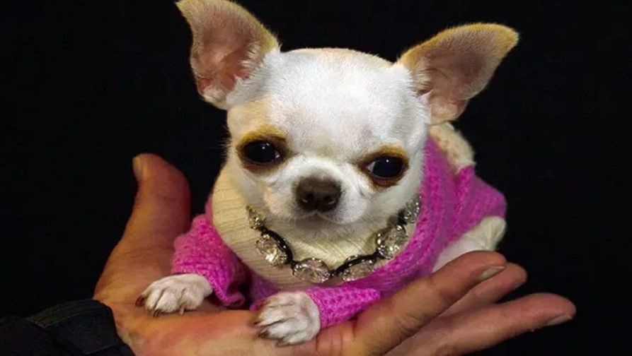 tsiouaoua2.jpg Τσιουάουα