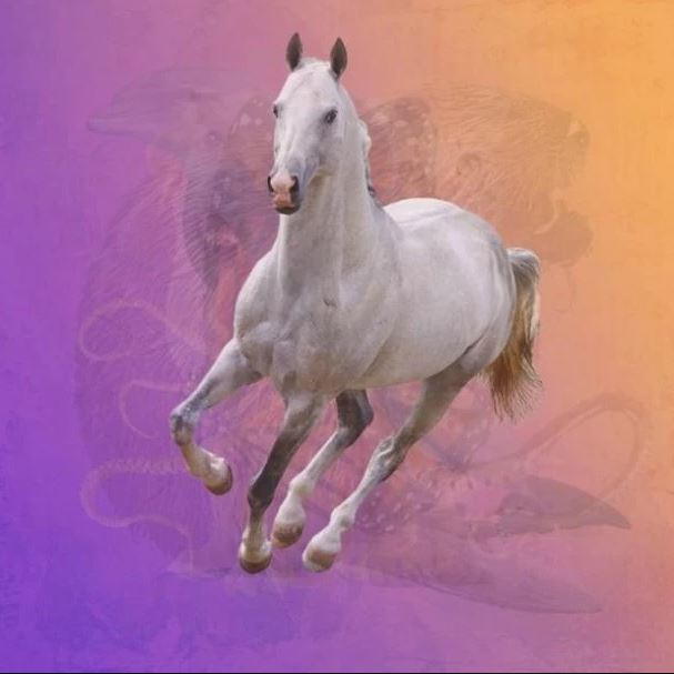 alogo.jpg Το πρώτο ζώο που βλέπεις στην εικόνα, δείχνει τι άνθρωπος είσαι