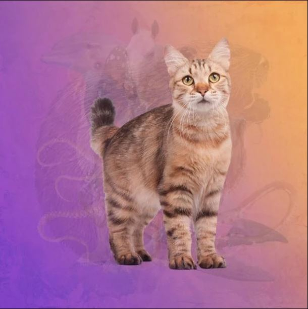 gata.jpg Το πρώτο ζώο που βλέπεις στην εικόνα, δείχνει τι άνθρωπος είσαι