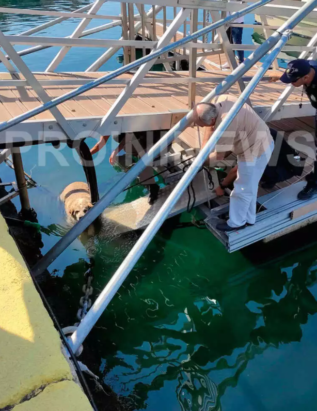 skilos_kavala.png skilos_kavala