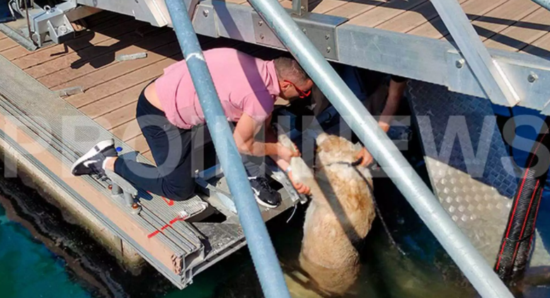 skilos_kavala.png skilos_kavala