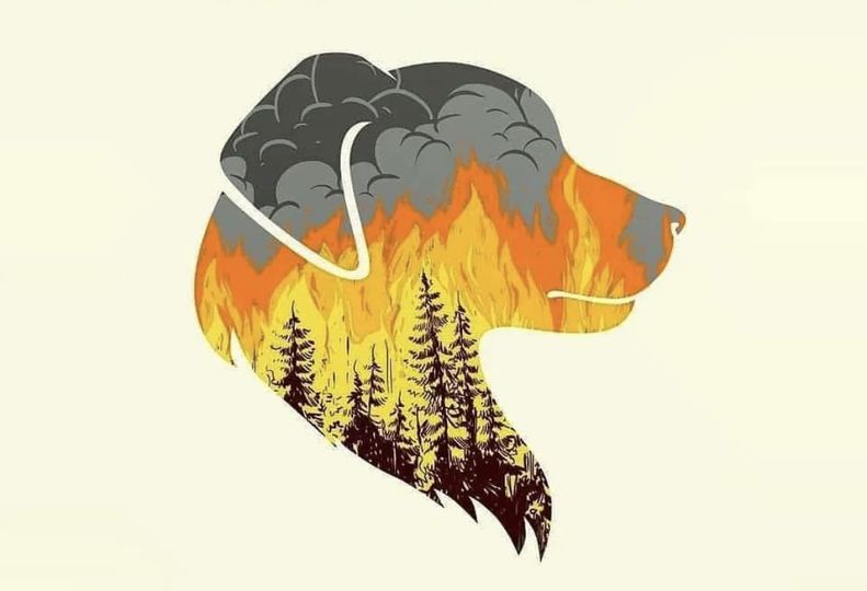 katafygio_zoon.jpg καταφυγιο ζωων