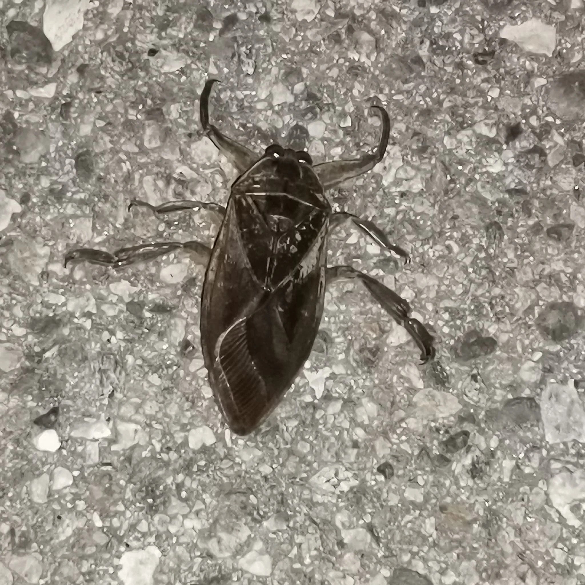 lithokeros.jpg λιθοκαιρος