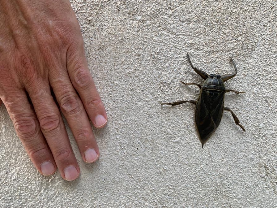 lithokeros.jpg λιθοκερος