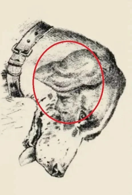 Λύση στην οφθαλμαπάτη με τον σκύλο