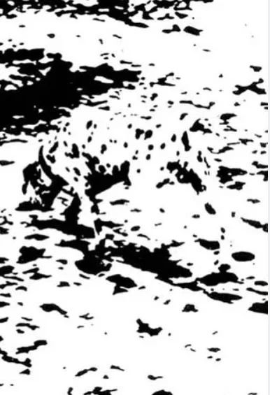 Οφθαλμαπάτη με σκύλο