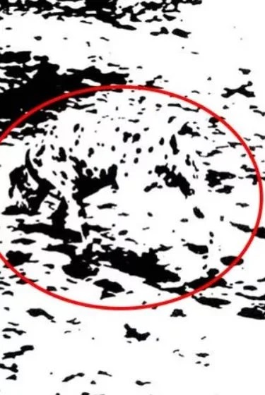 Λύση στην οφθαλμαπάτη με σκύλο