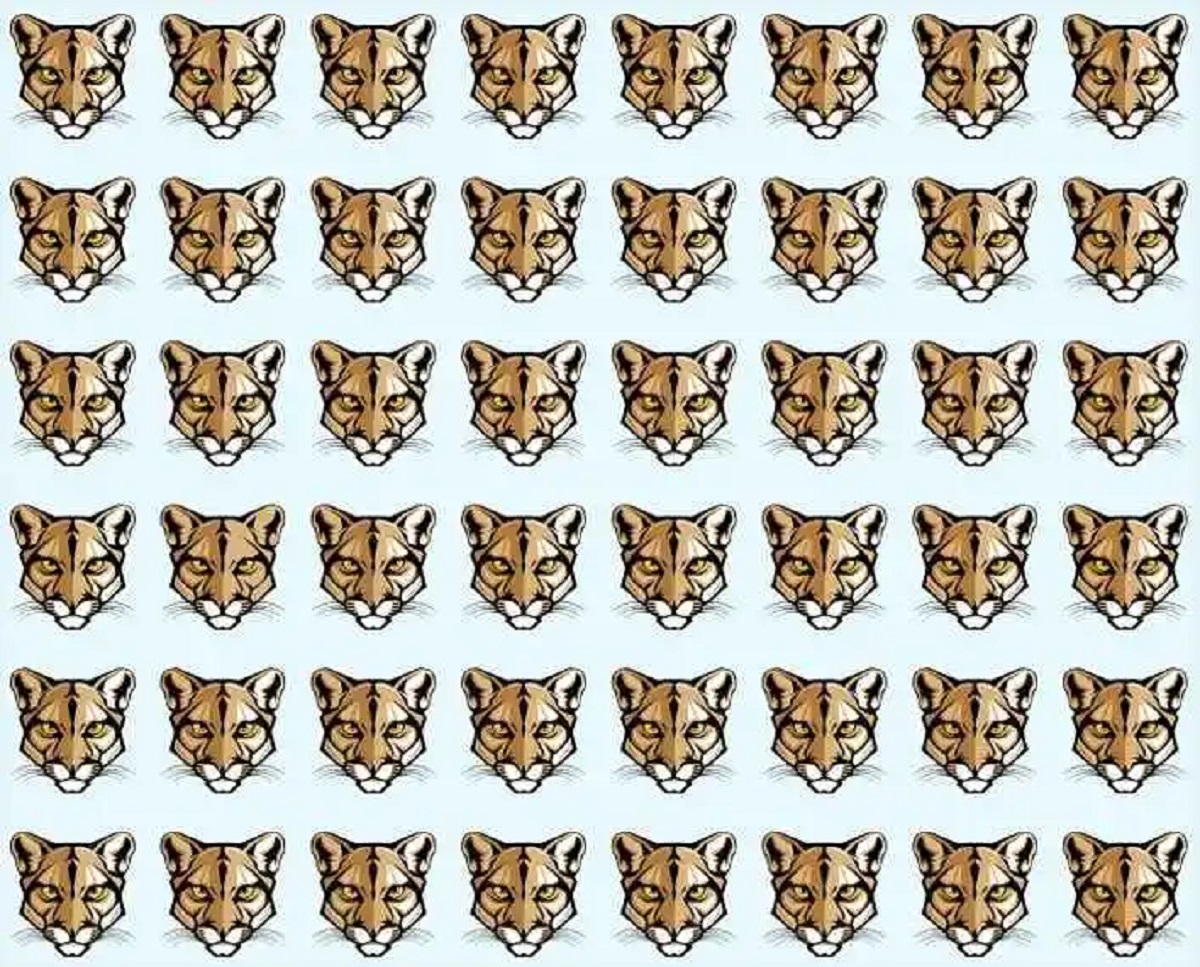 kougar-1.jpg Σπαζοκεφαλιά με κούγκαρ