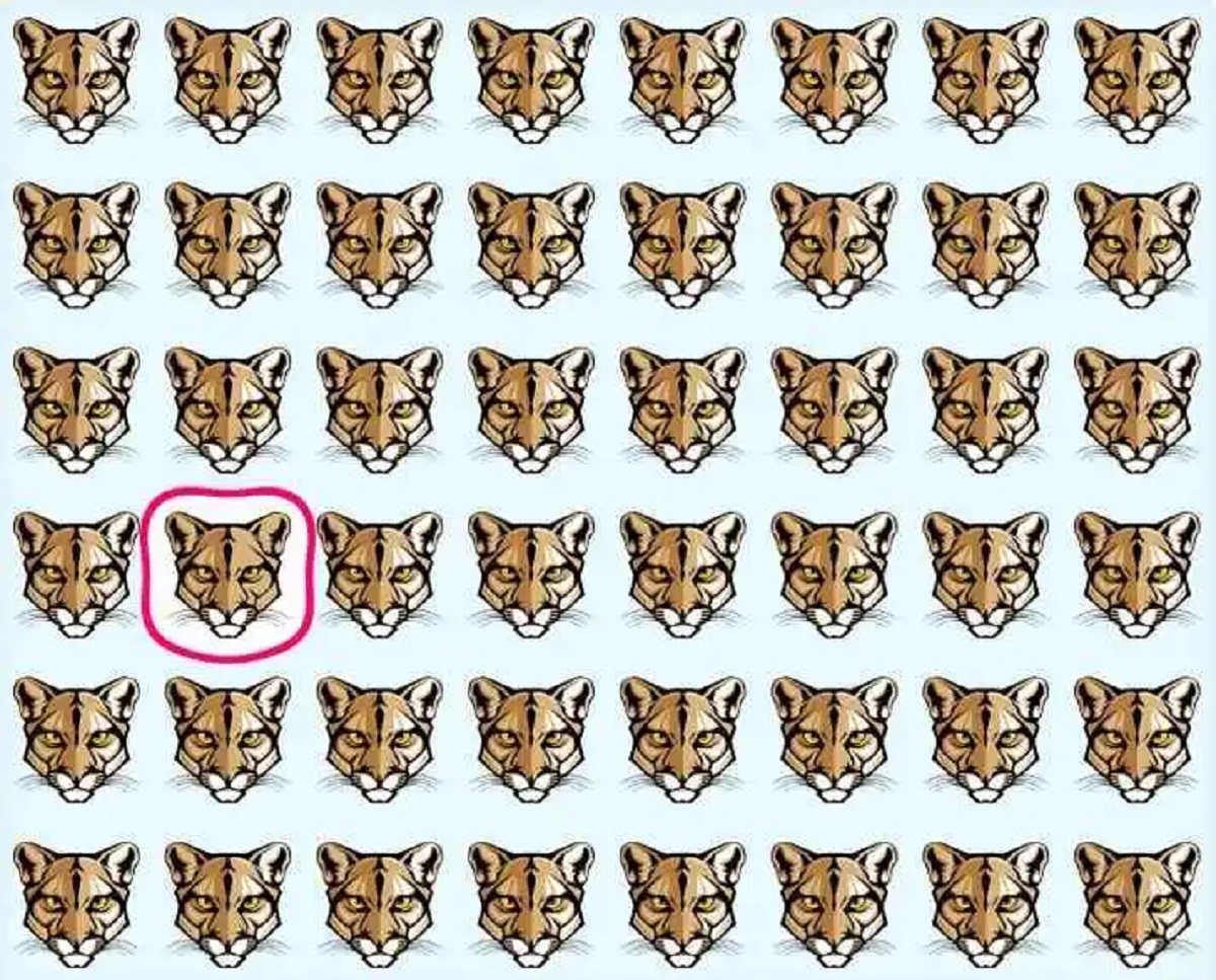 kougar2.jpg Λύση στην σπαζοκεφαλιά με τα κούγκαρ