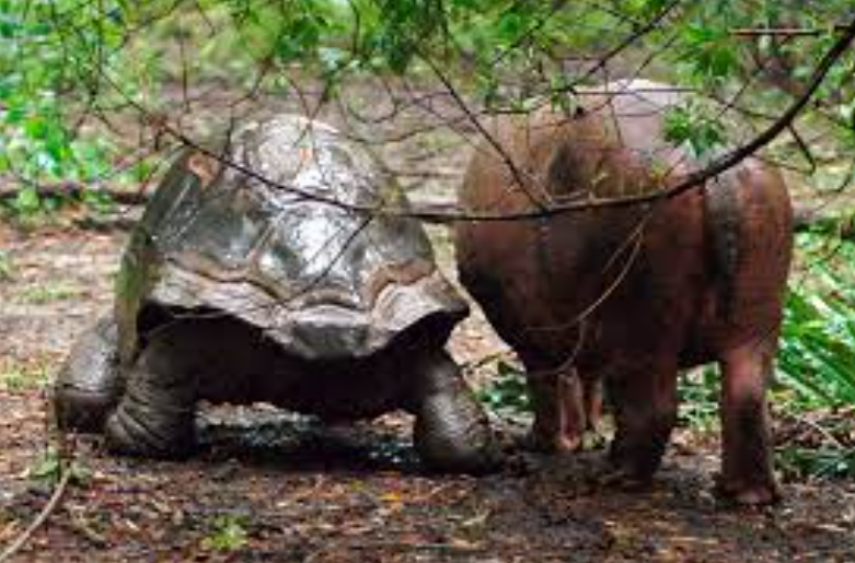 Owen_Mzee.png Owen_Mzee