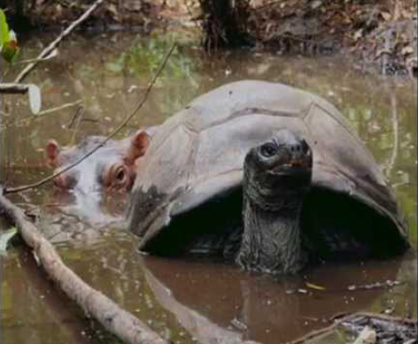 Owen_Mzee.png Owen_Mzee