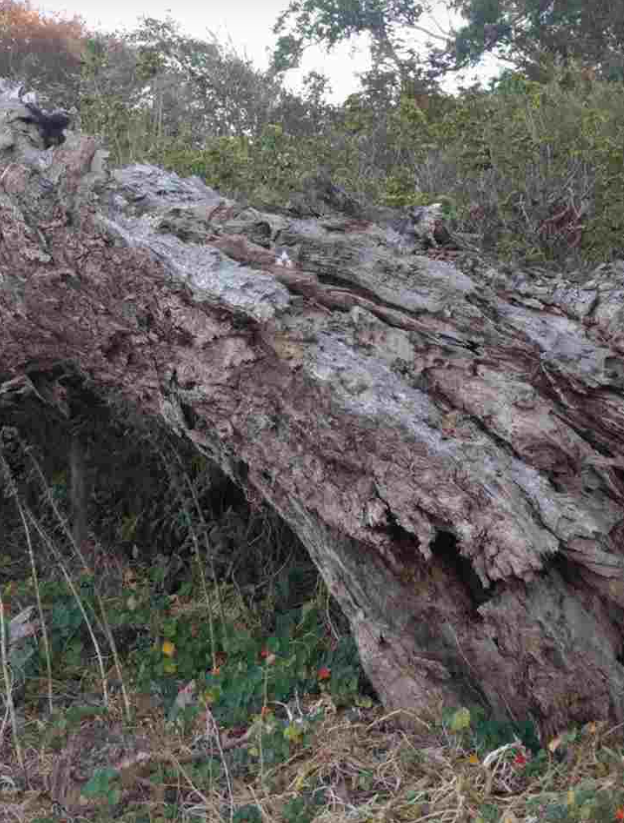 pseudesthisi.png pseudesthisi