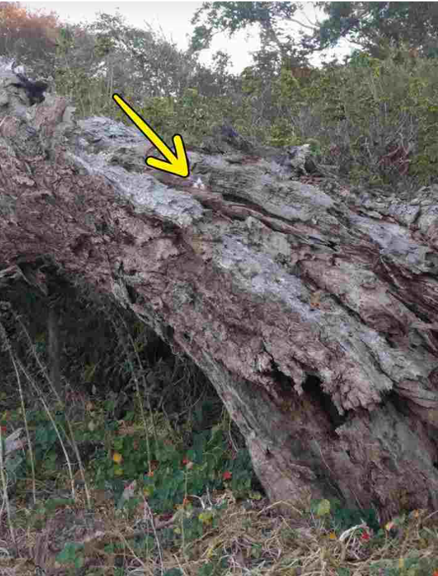 pseudesthisi.png pseudesthisi