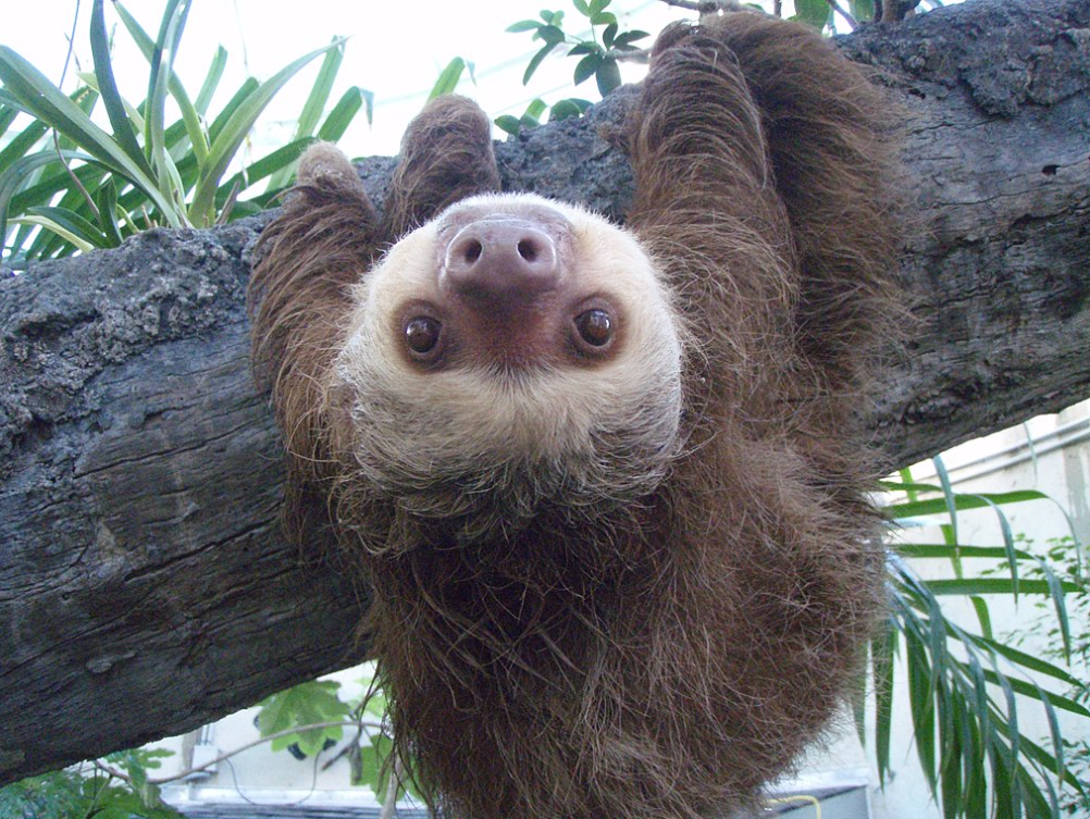 sloth.png sloth