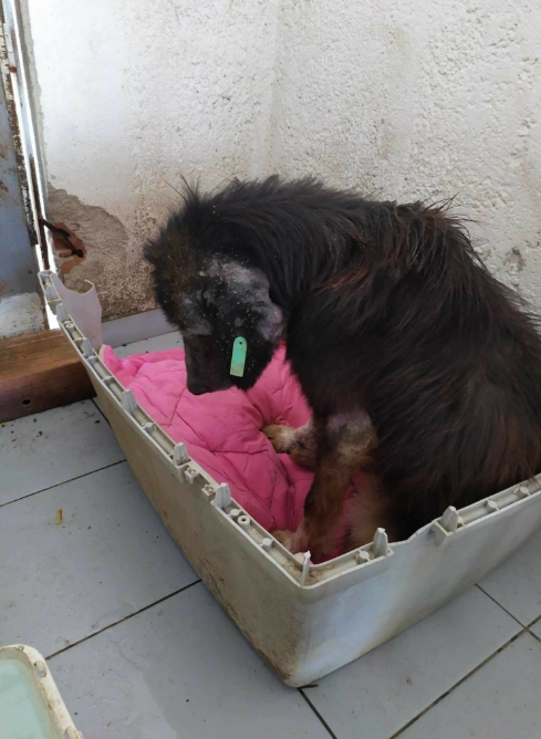 adespota_skilakia.png adespota_skilakia