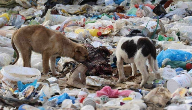 adespota_skilakia.png adespota_skilakia