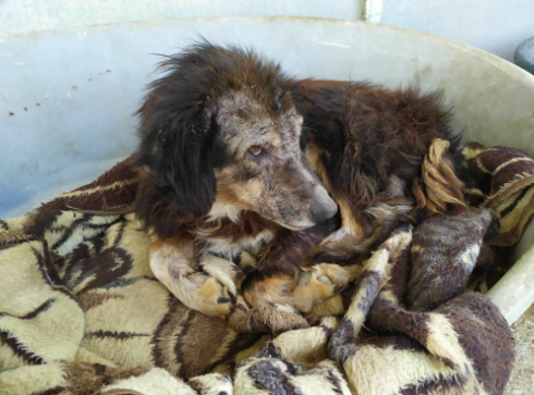 adespota_skilakia.png adespota_skilakia