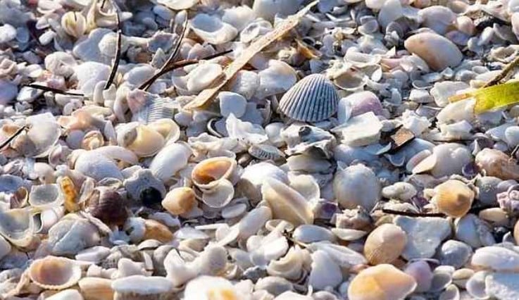 koxylia-ofth.jpg οφθαλμαπάτη με κοχύλια