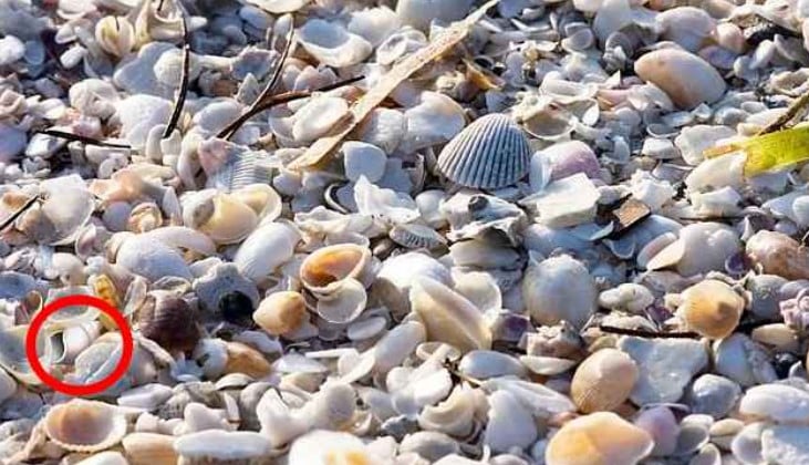 lysi-koxylia.jpg Λύση στην οφθαλμαπάτη με κοχύλια