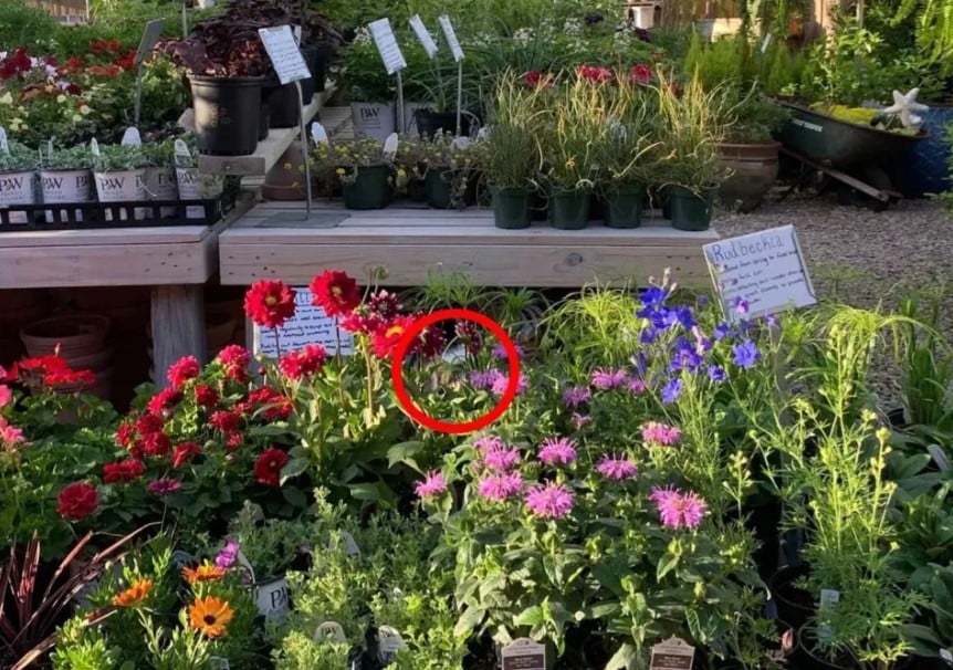 Λύση σε σπαζοκεφαλιά με γάτα