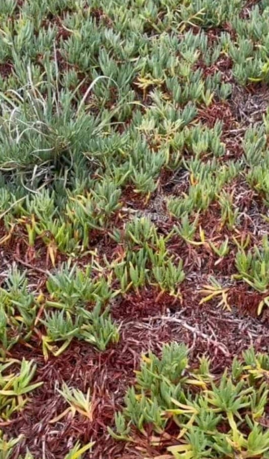 Οφθαλμαπάτη με φίδι