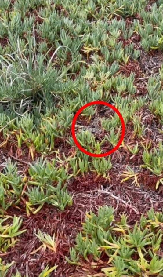 Λύση στην οφθαλμαπάτη με φίδι