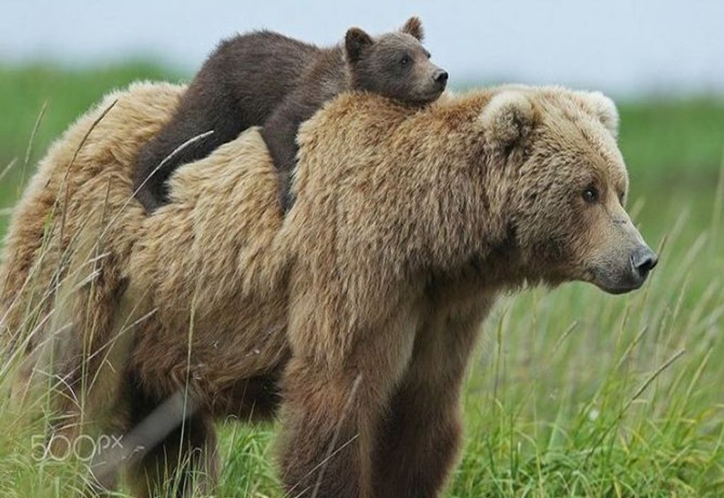 arkouda.jpg αρκουδα