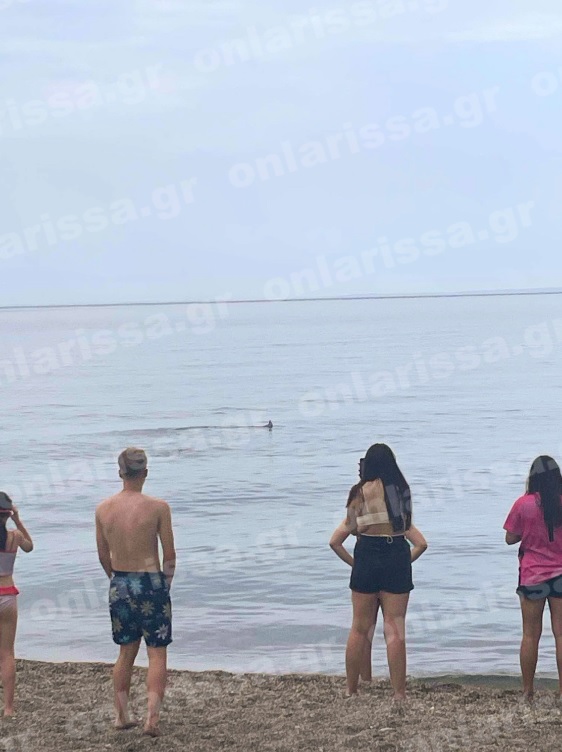 Καρχαρίας στη Λάρισα