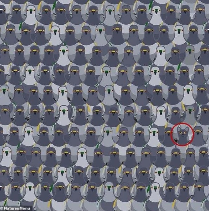 lysi-peristeria.jpg Λύση στην σπαζοκεφαλιά με περιστέρια