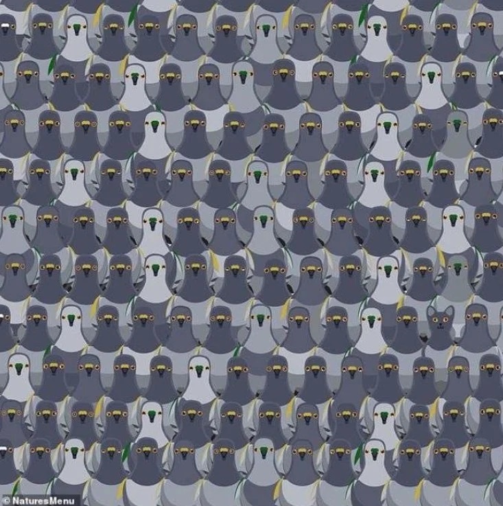 oooofth-peristeria.jpg Σπαζοκεφαλιά με περιστέρια