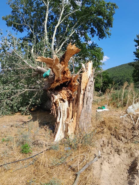 Κεραυνός χτύπησε δέντρο