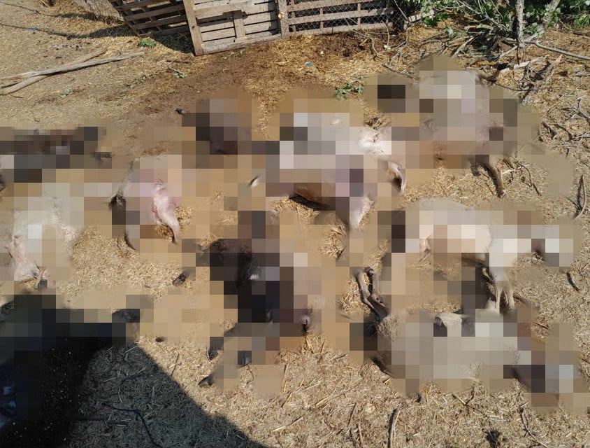 Νεκρά πρόβατα από κεραυνό