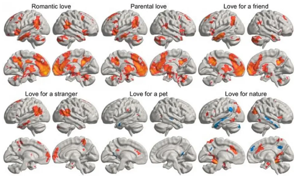 egefalos.png egefalos