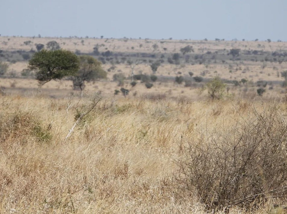 ooofth-leoparrr.jpg Οφθαλμαπάτη με λεοπάρδαλη