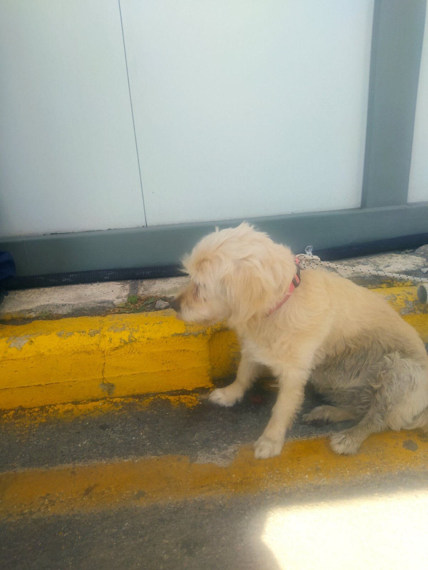 skylos-full.jpg Σκύλος σε λιμάνι