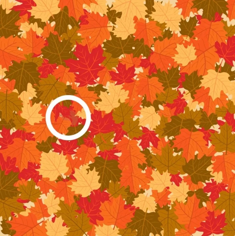 lysi-ofthhh-skiouros.jpg Λύση στην οφθαλμαπάτη με σκίουρο