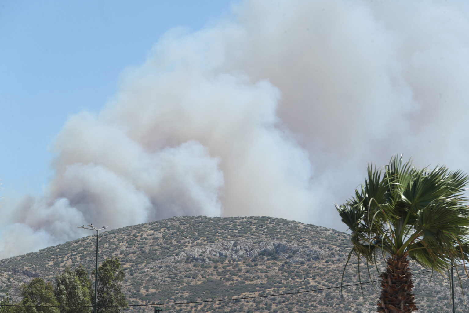 6593877-1536x1024.jpg Θυμάρι