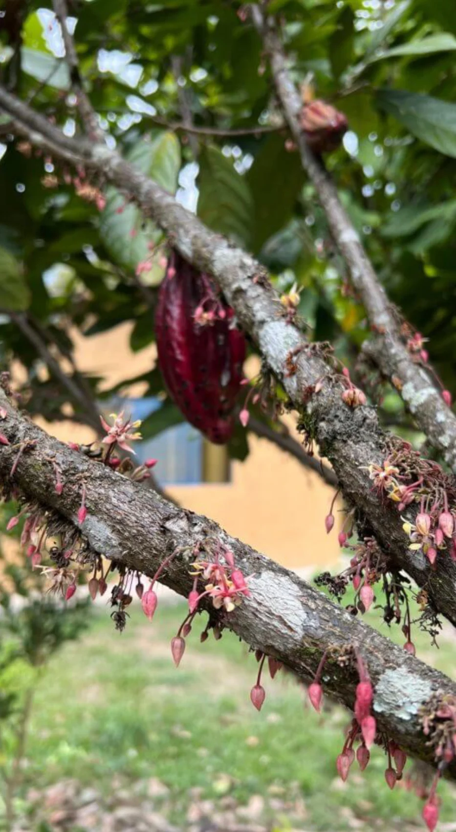 Κακαόδεντρο