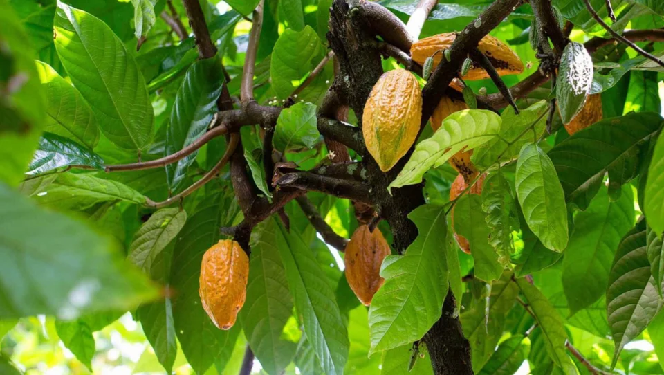 Κακαόδεντρο