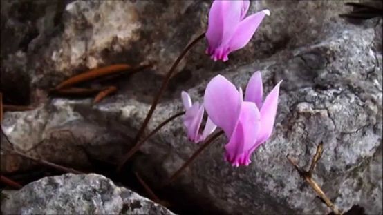 kyklamino_111118_834.jpg kyklamino_111118_834.jpg