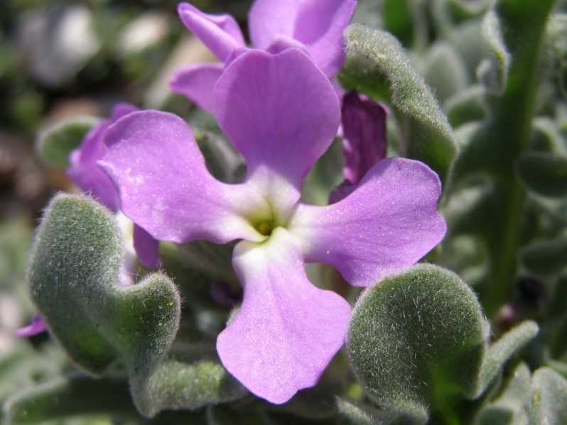 orchid.jpg Λιμνοθάλασσα Αντινιώτη