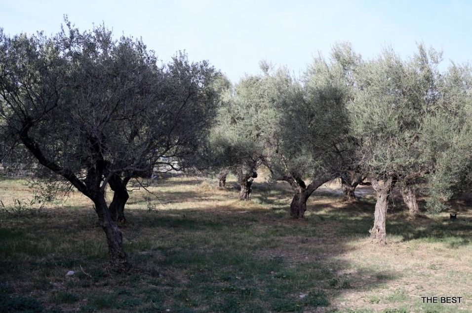 panepistimio_patron_71118_847.jpg panepistimio_patron_71118_847.jpg