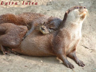 vdr.jpg Λιμνοθάλασσα Αντινιώτη