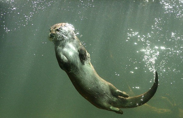 vdr2.jpg Λιμνοθάλασσα Αντινιώτη