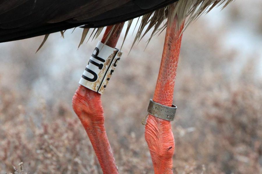 Μαυροπελαργός