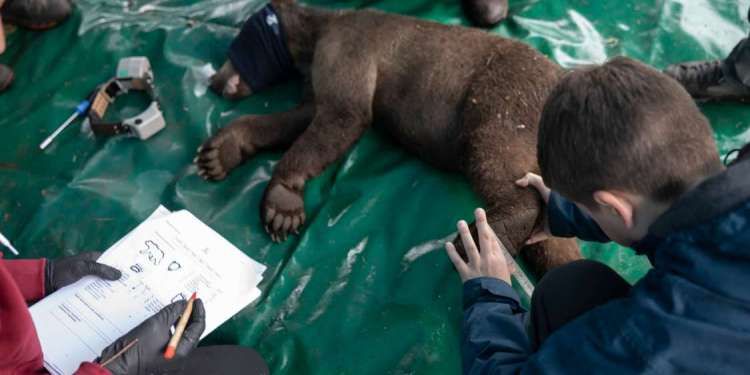 arktouros1.jpg Αρκουδάκι του Αρκτούρου