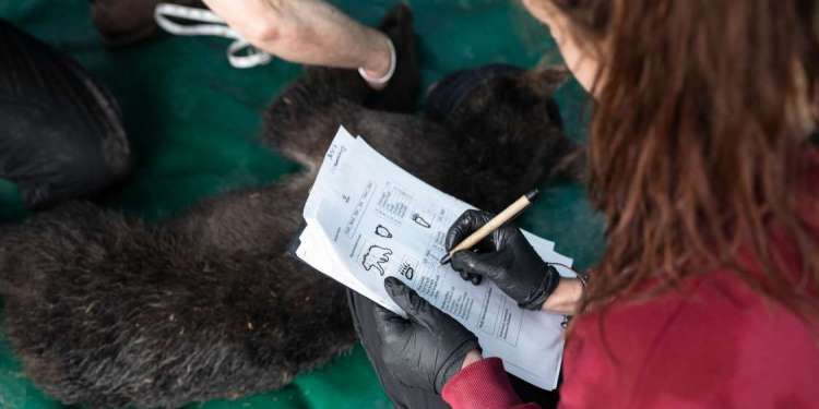 arktouros2.jpg Αρκουδάκι του Αρκτούρου